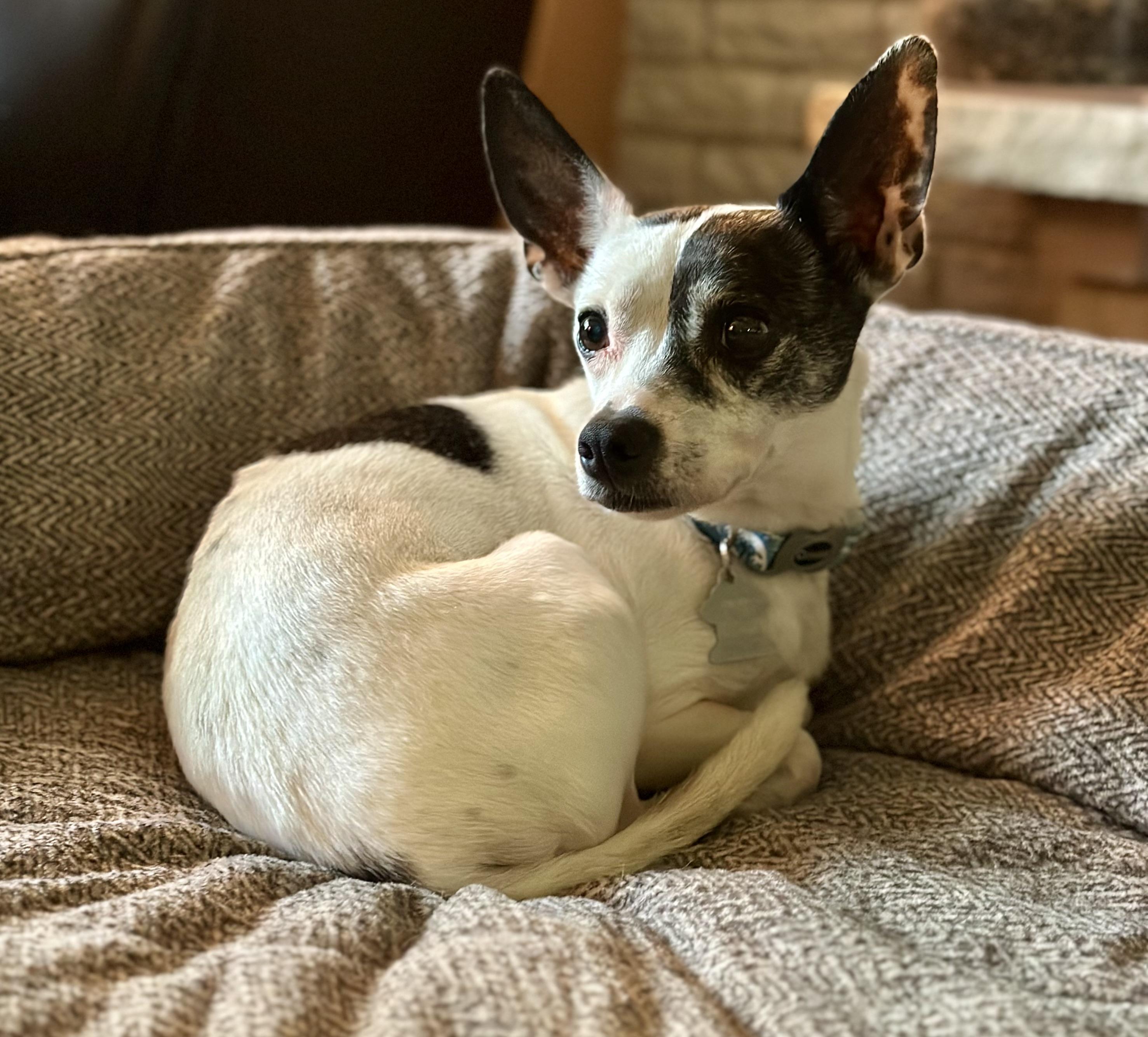 Enlarge Charlie, a Adoptable mixed breed in Minneapolis, MN image 6/6