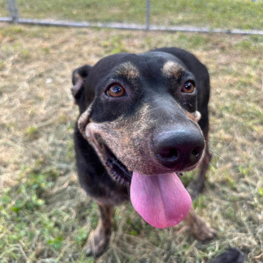 Alva, Adoptable, Adult Female Pit Bull Terrier.