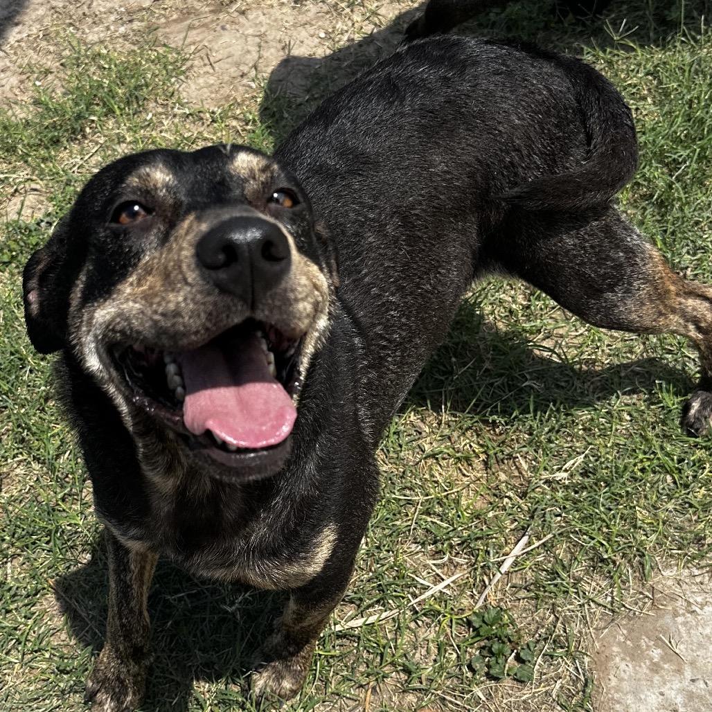 Enlarge Alva, a Adoptable Pit Bull Terrier in Edinburg, TX image 2/4