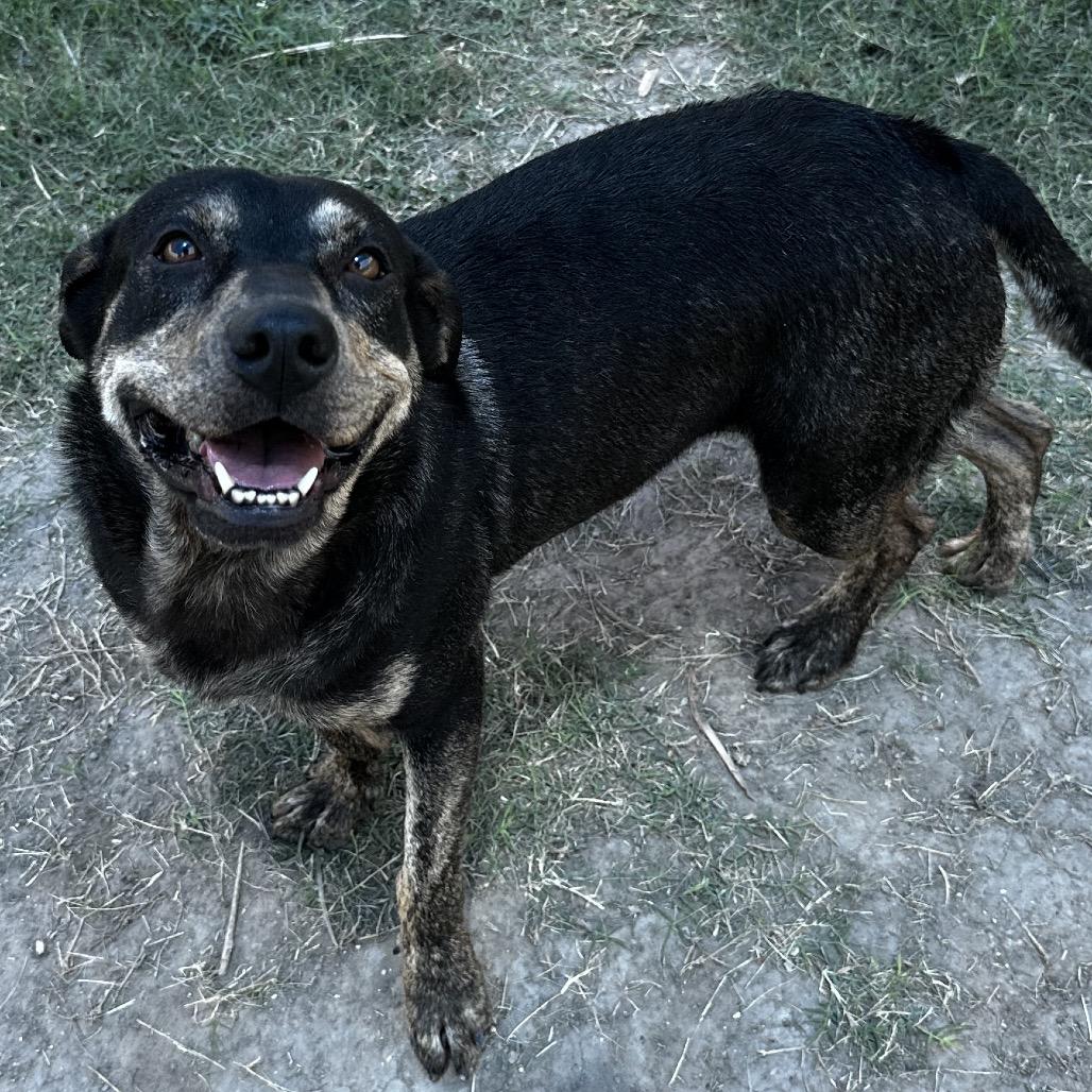 Enlarge Alva, a Adoptable Pit Bull Terrier in Edinburg, TX image 3/4