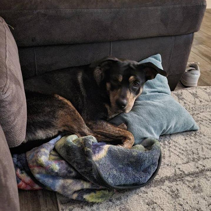 Enlarge Alva, a Adoptable Pit Bull Terrier in Edinburg, TX image 4/4