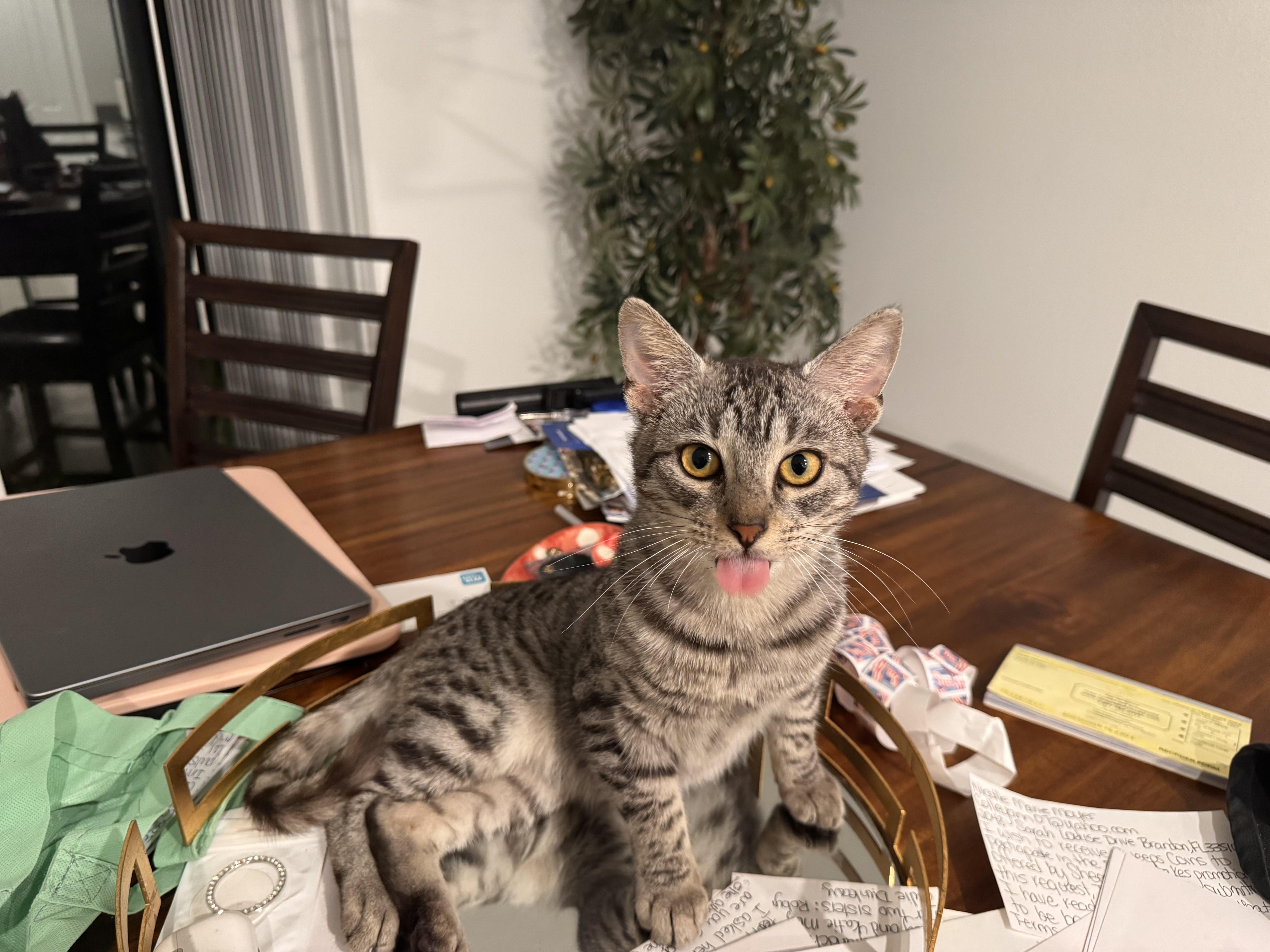 Enlarge Smoke Detector, an adopted Domestic Short Hair in Tampa, FL image 2/2