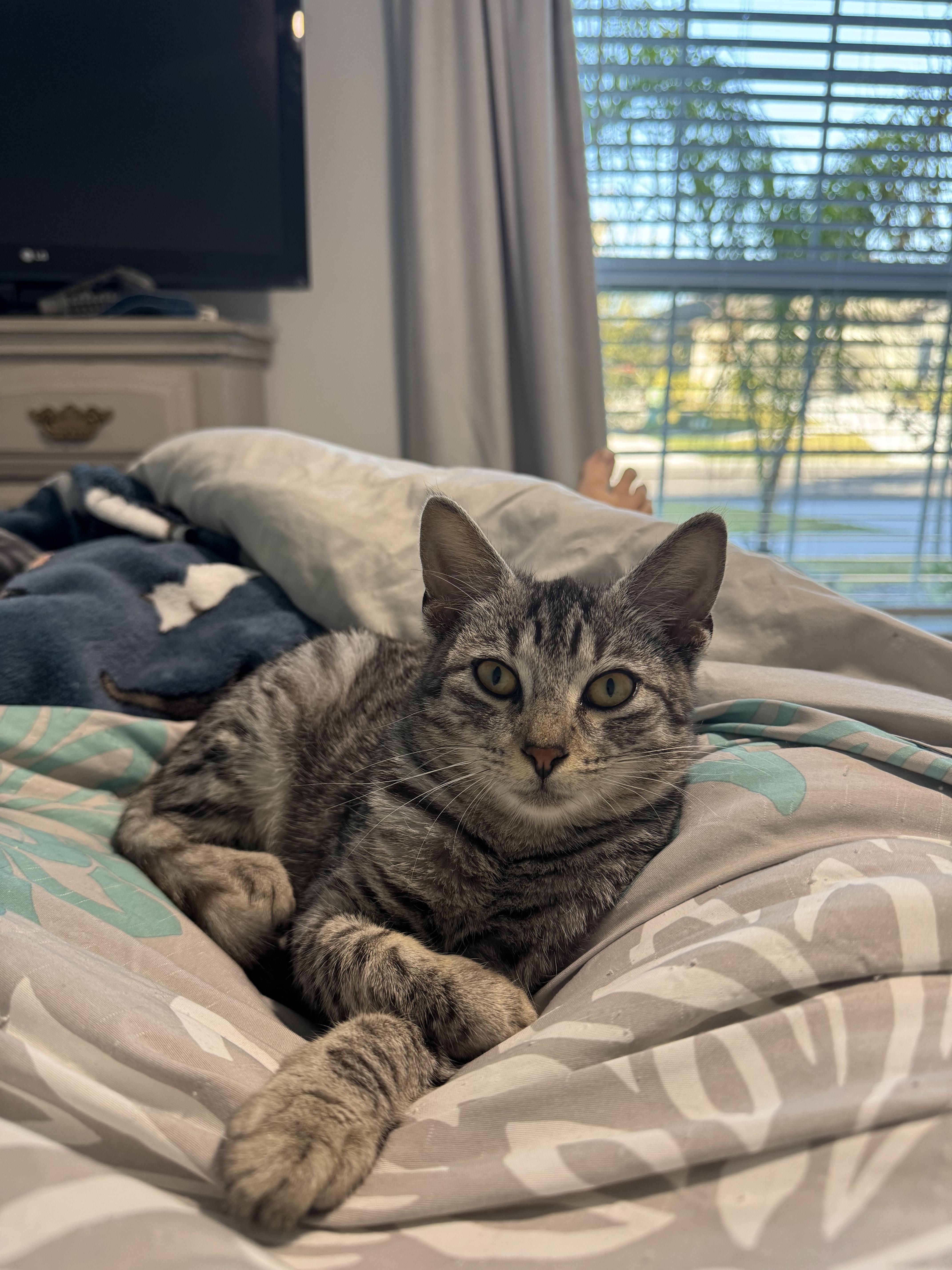 Enlarge Smoke Detector, an adopted Domestic Short Hair in Tampa, FL image 1/2