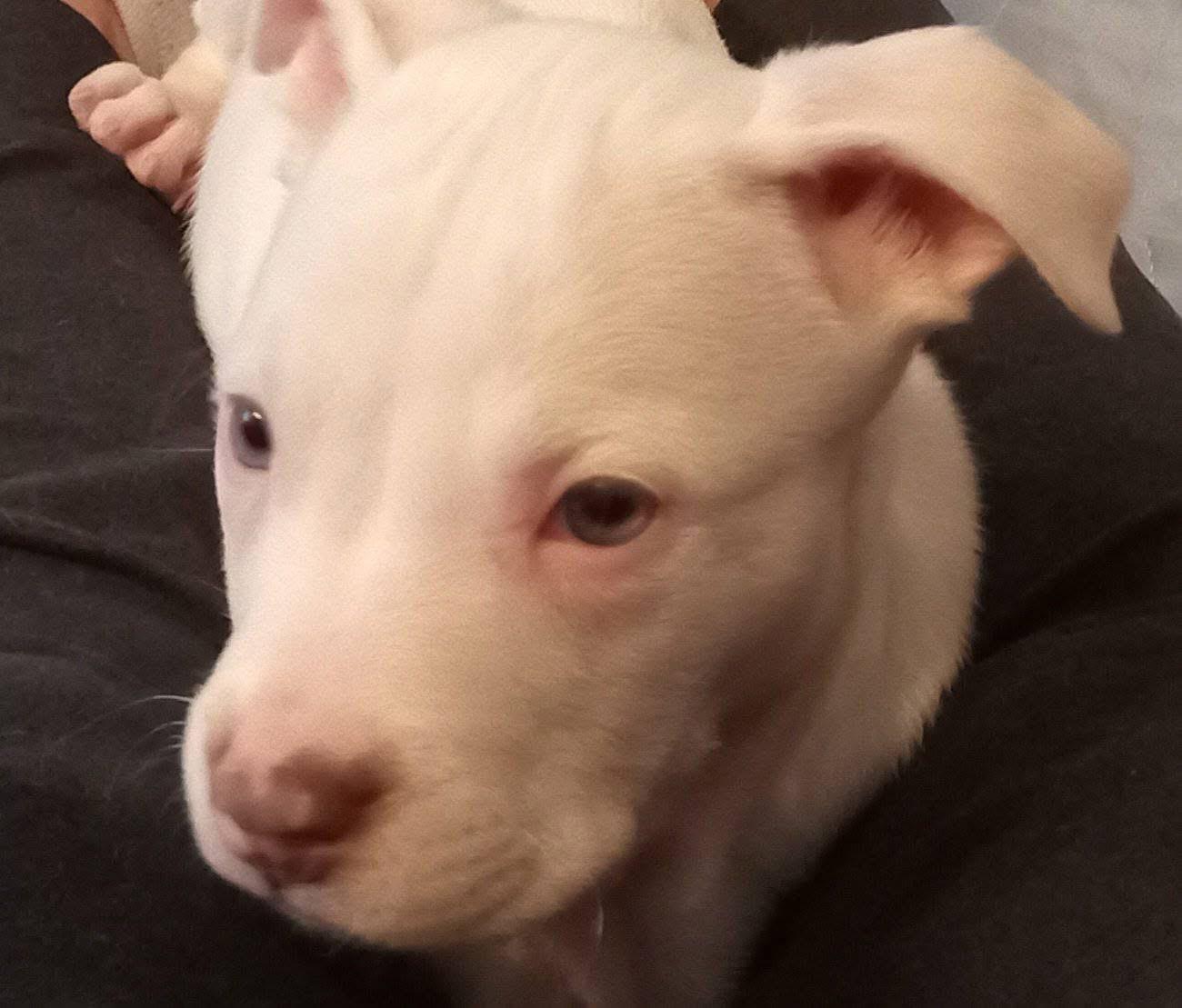 Enlarge Sammy, a ADOPTABLE mixed breed in Lincoln, CA image 3/3