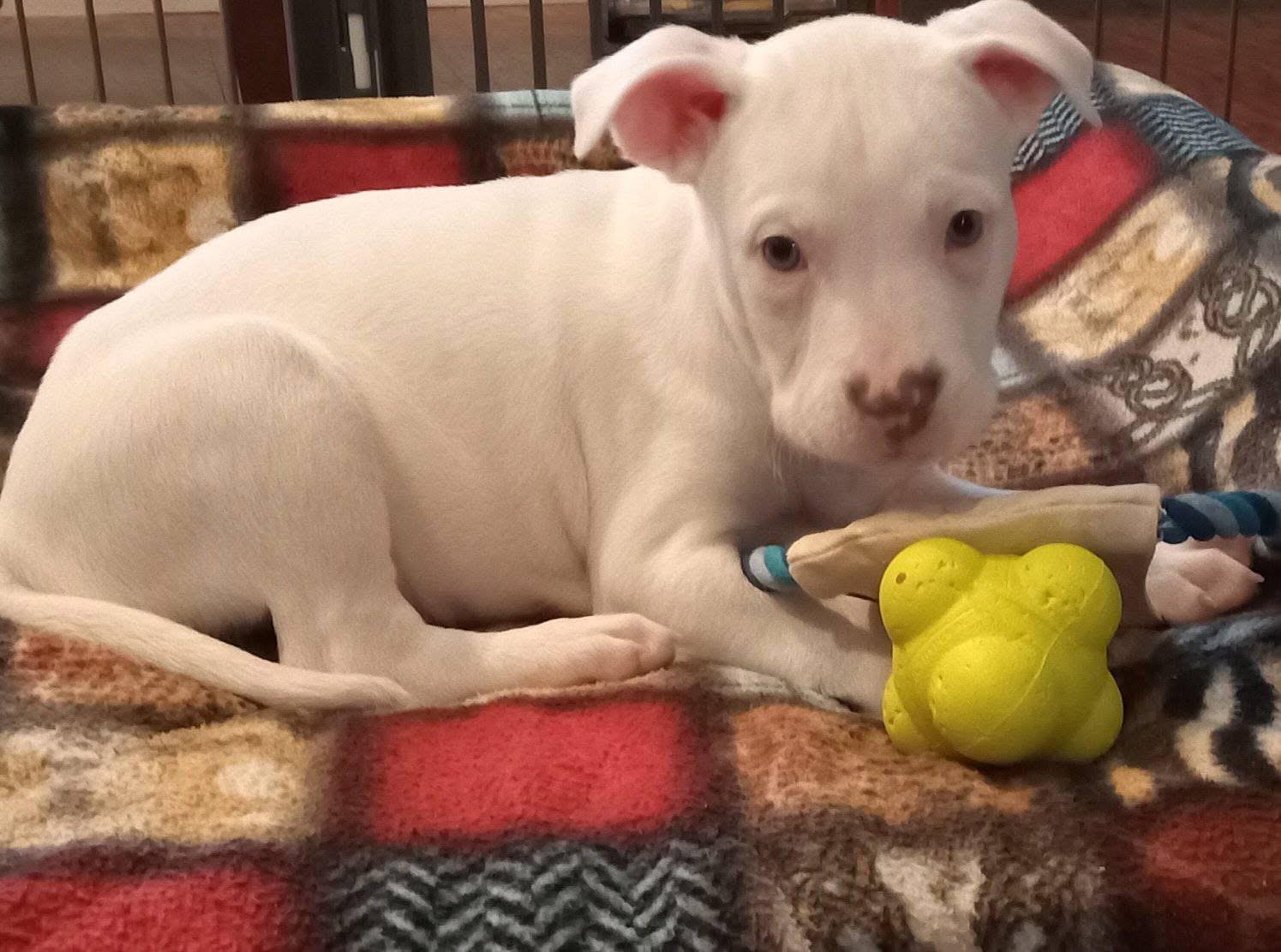 Enlarge Sammy, a ADOPTABLE mixed breed in Lincoln, CA image 2/3