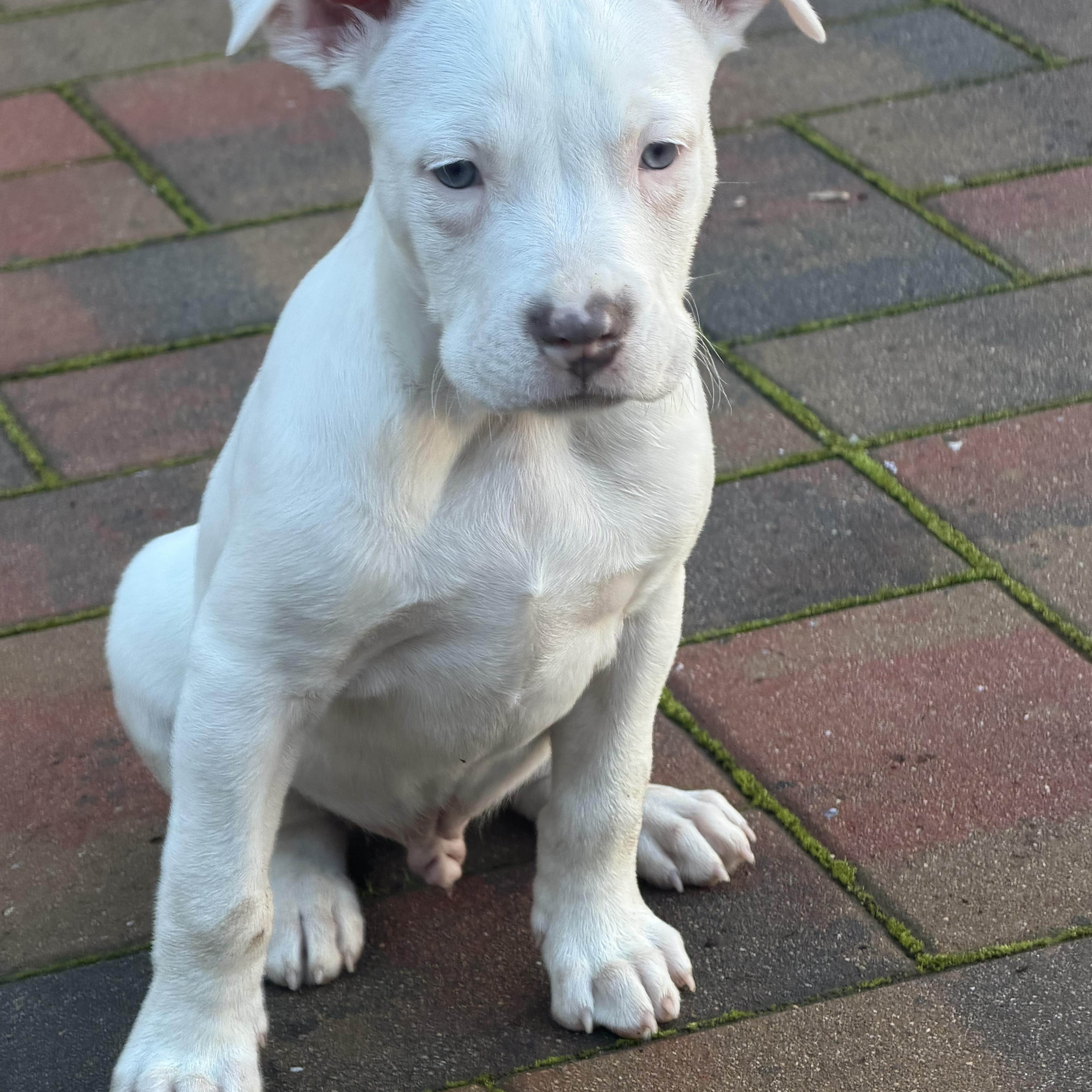 Enlarge Sammy, a ADOPTABLE mixed breed in Lincoln, CA image 1/3