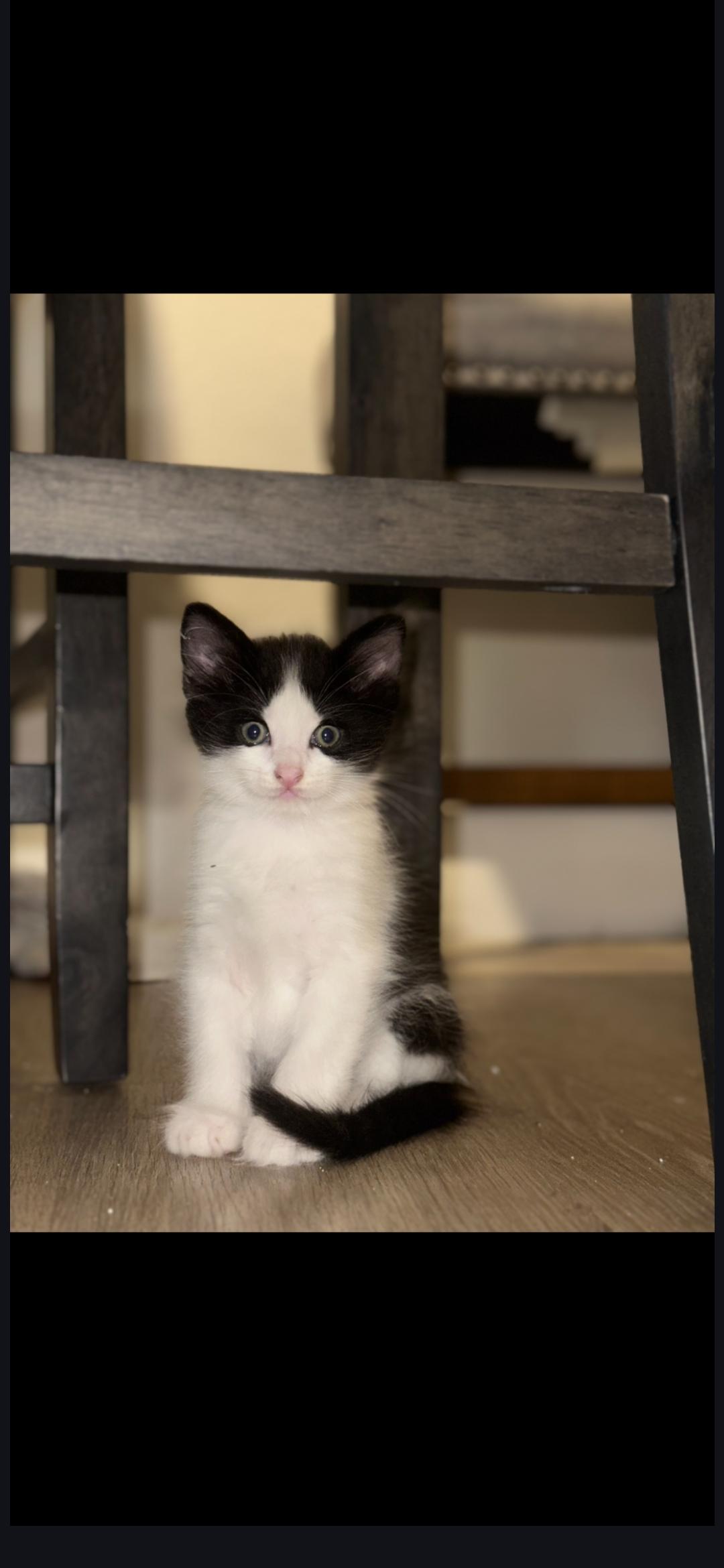 Enlarge Puff, an adopted mixed breed in Hawthorne, CA image 1/1