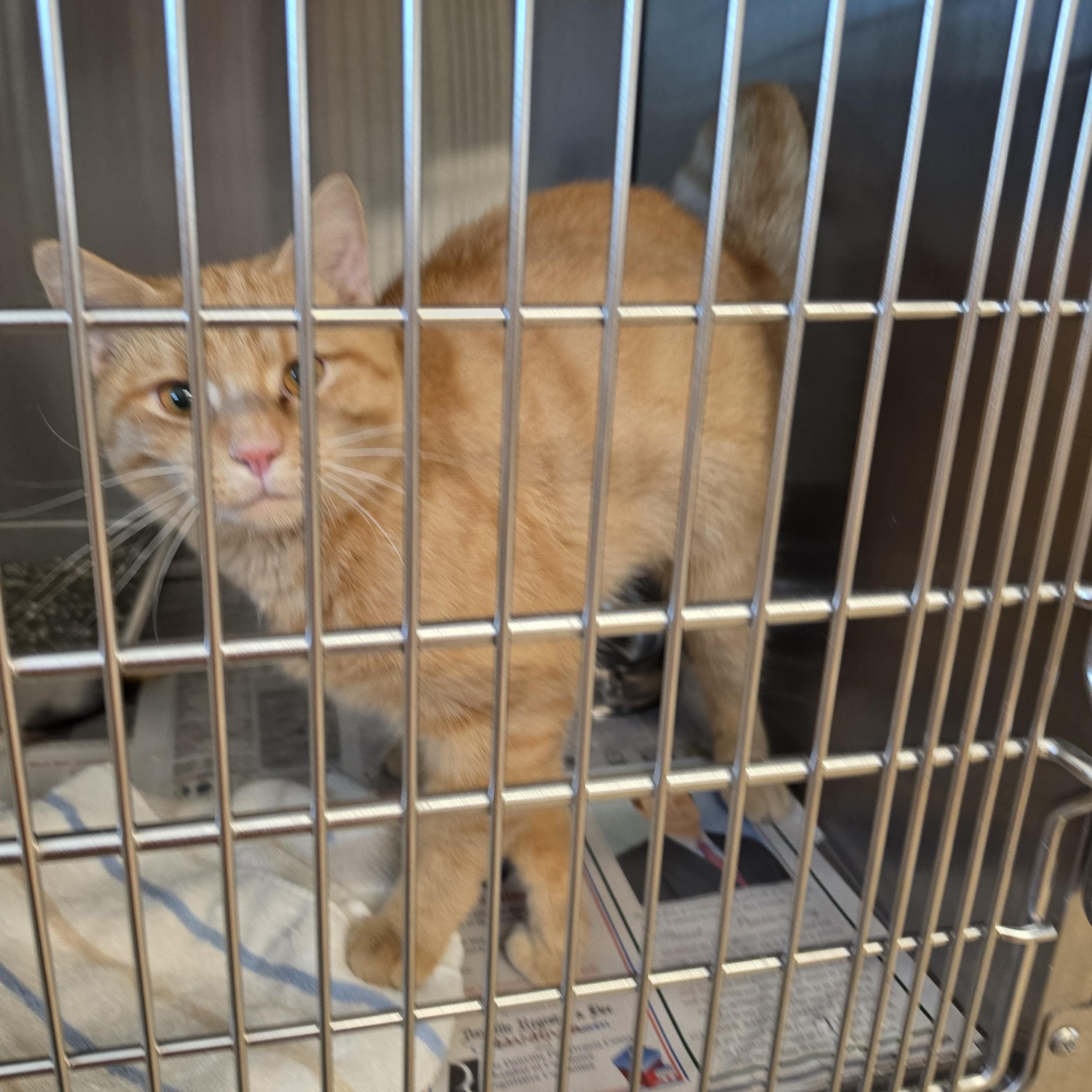 Roger, Adoptable, Adult Male Domestic Short Hair.