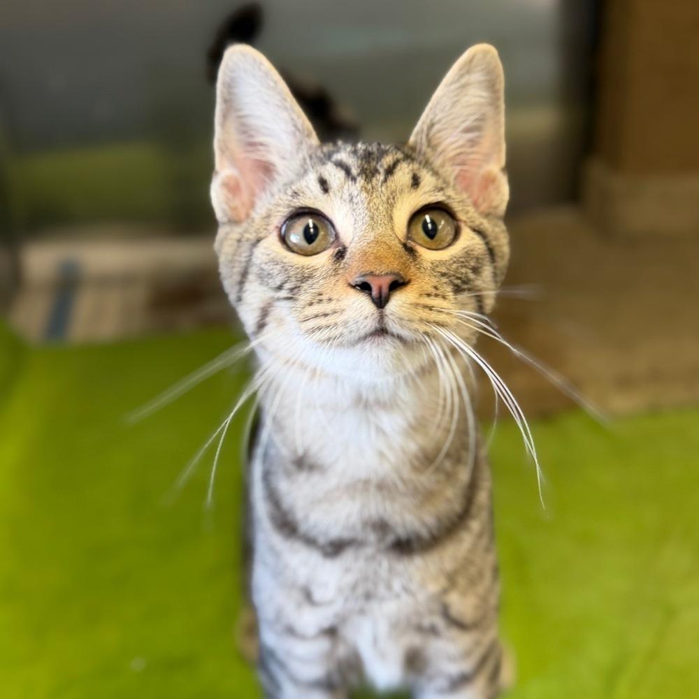 Enlarge Moe, a Adoptable mixed breed in Columbus, OH image 2/5