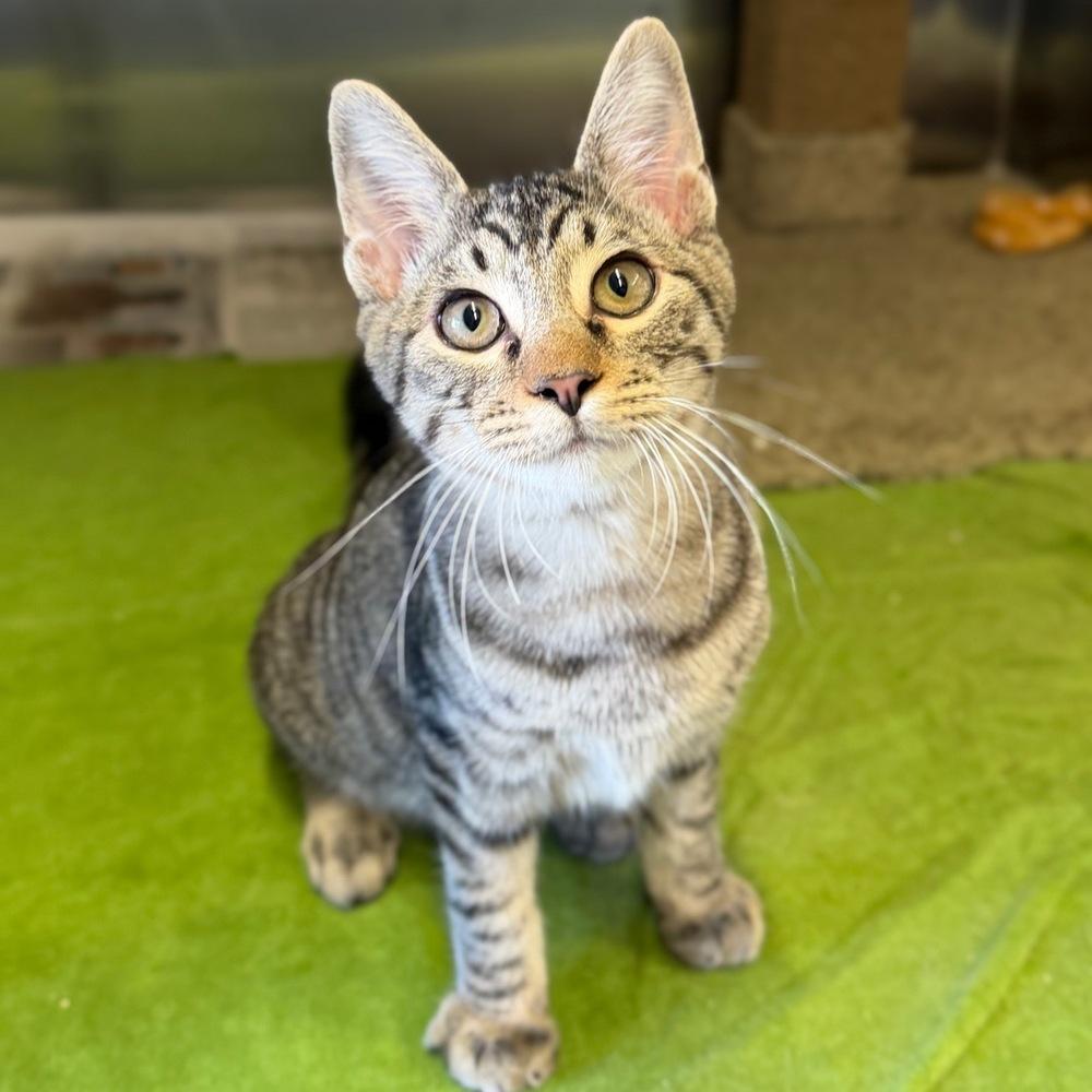 Enlarge Moe, a Adoptable mixed breed in Columbus, OH image 3/5