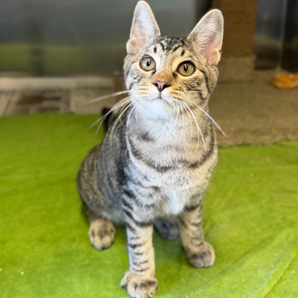 Enlarge Moe, a Adoptable mixed breed in Columbus, OH image 4/5