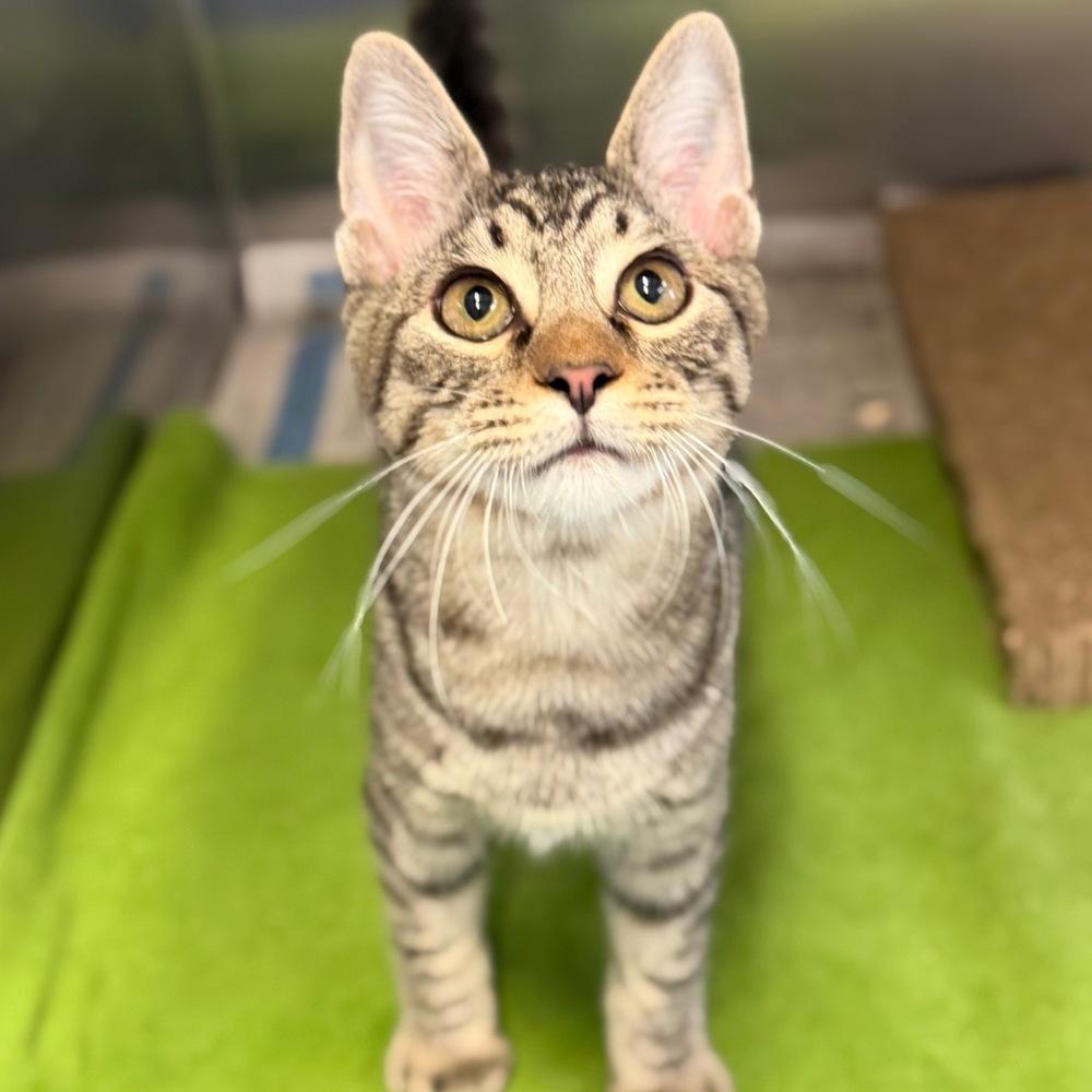 Enlarge Moe, a Adoptable mixed breed in Columbus, OH image 5/5