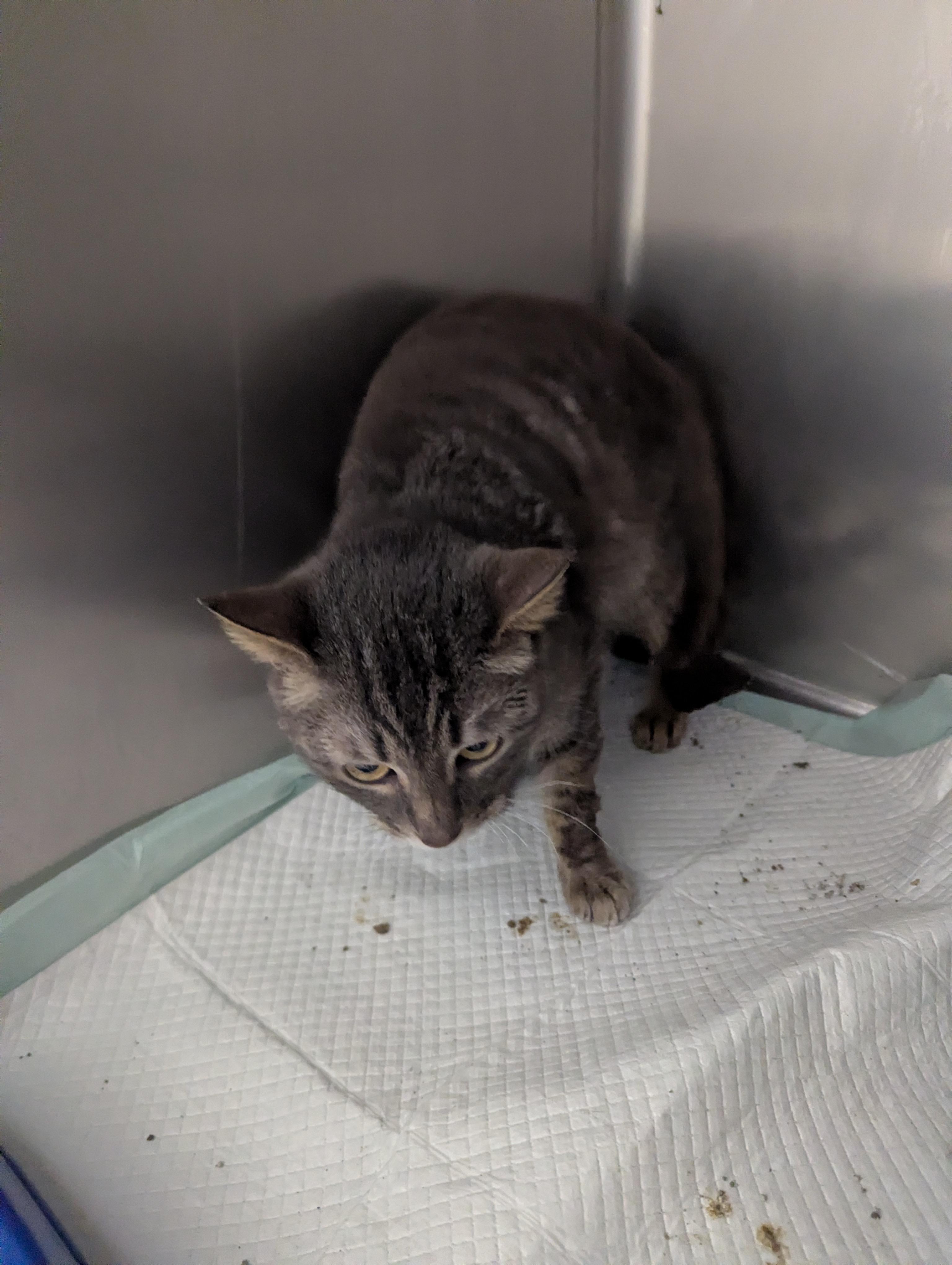 Daffy 23912D (RESCUED), Adoptable, Adult Male Domestic Short Hair.