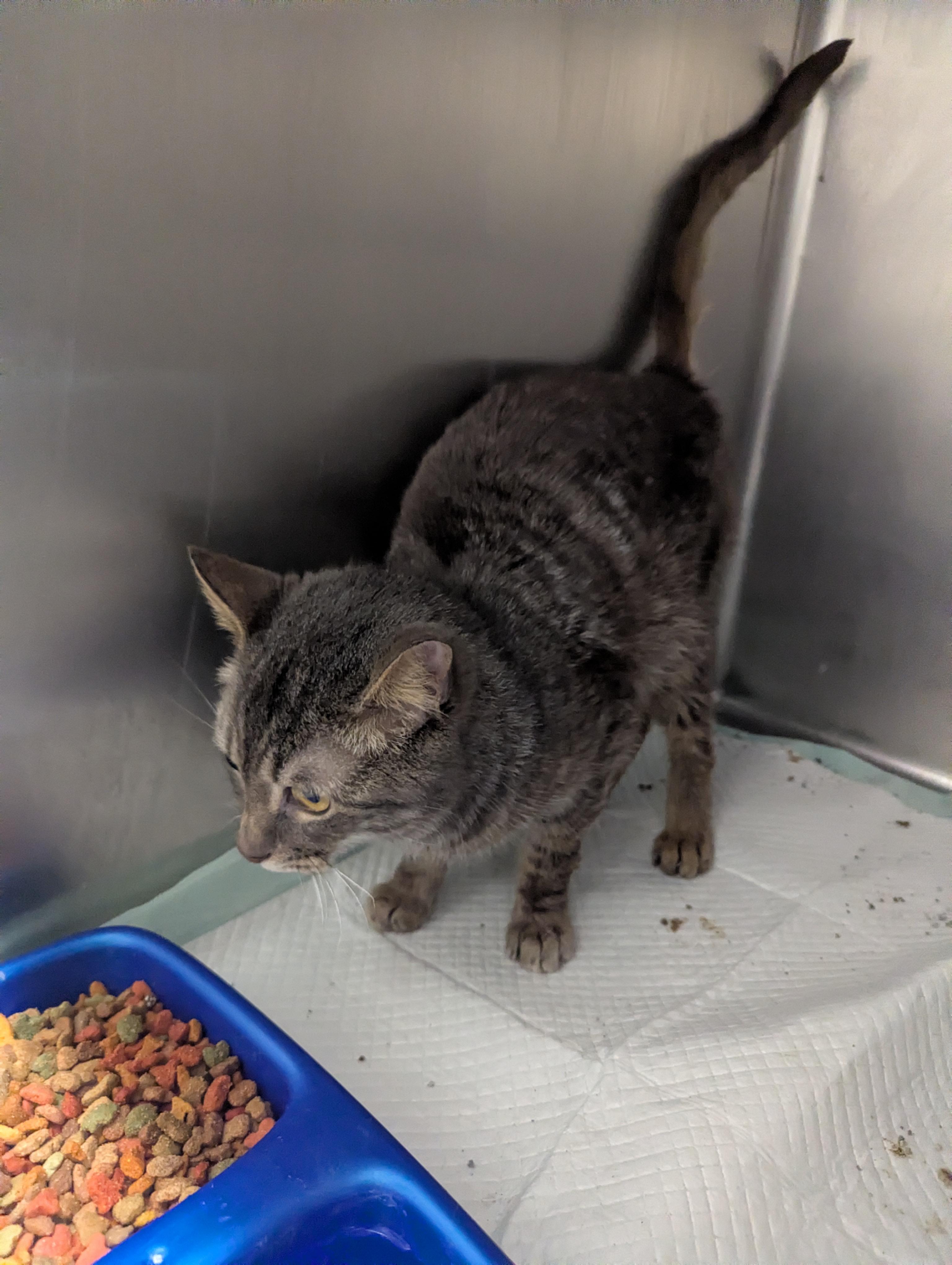 Enlarge Daffy 23912D (RESCUED), a Adoptable Domestic Short Hair in Rocky Mount, NC image 2/3