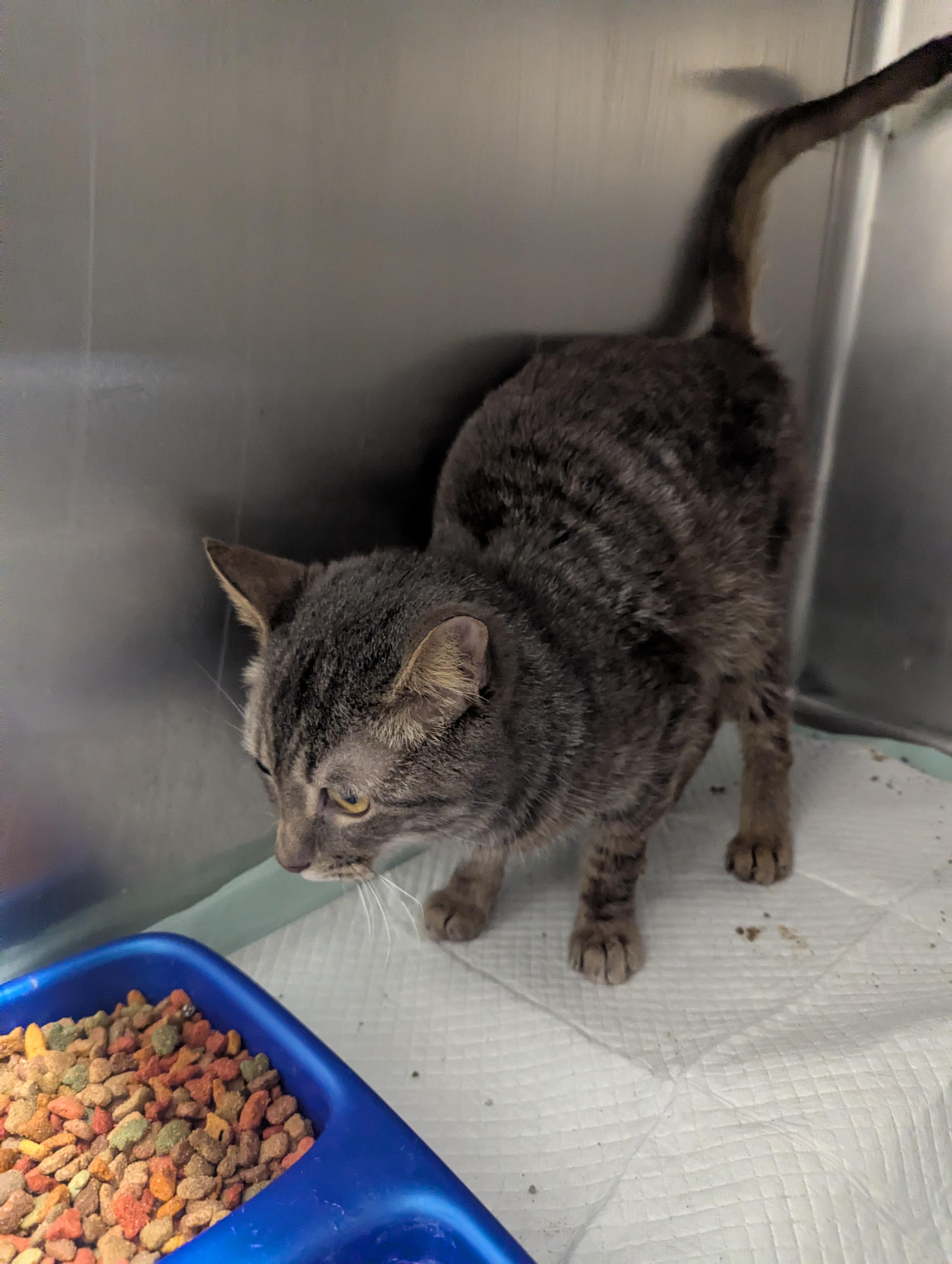 Enlarge Daffy 23912D (RESCUED), a Adoptable Domestic Short Hair in Rocky Mount, NC image 3/3