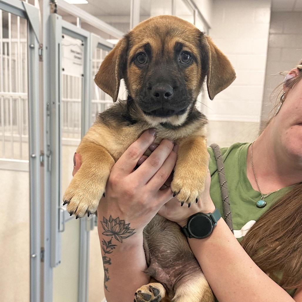 Birch, Adoptable, Puppy Male Mixed Breed.