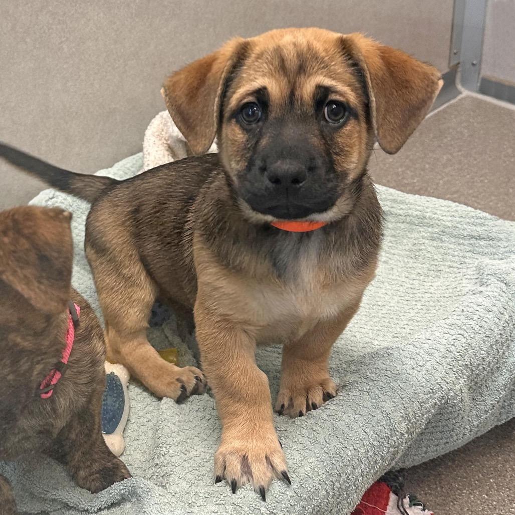 Birch, a Adoptable Mixed Breed in Hailey, ID image 2/3