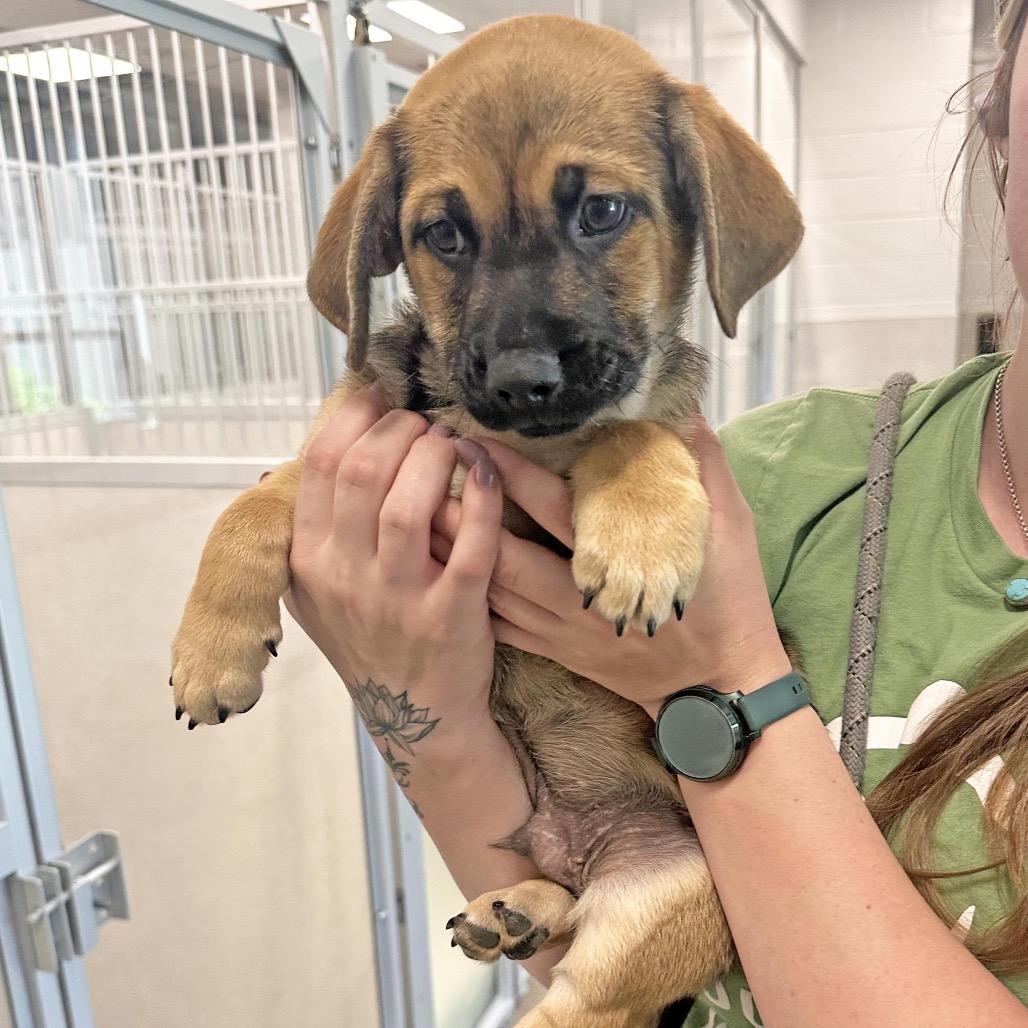 Birch, a Adoptable Mixed Breed in Hailey, ID image 3/3