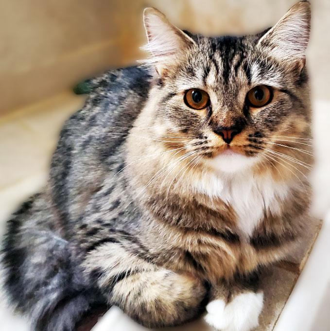 Lacey, Adoptable, Young Female Persian & Ragdoll.