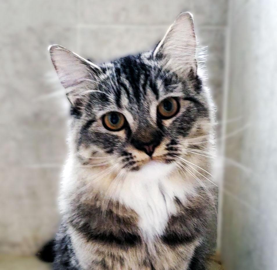 Enlarge Lacey, a Adoptable mixed breed in Davis, CA image 2/2