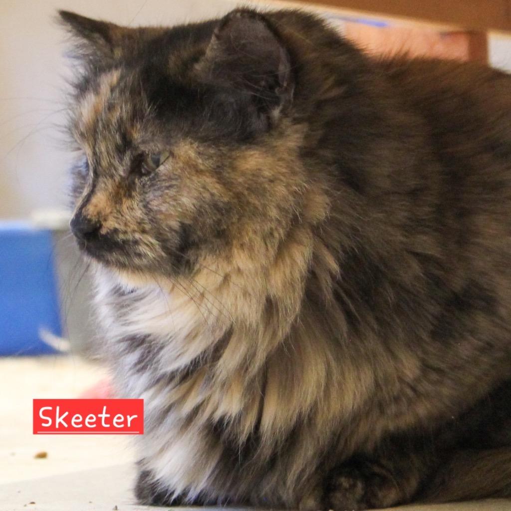 Enlarge Skeeter, a Adoptable mixed breed in Ogden, UT image 2/5