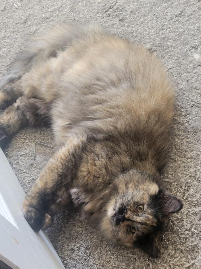 Skeeter, Adoptable, Young Female Domestic Long Hair.