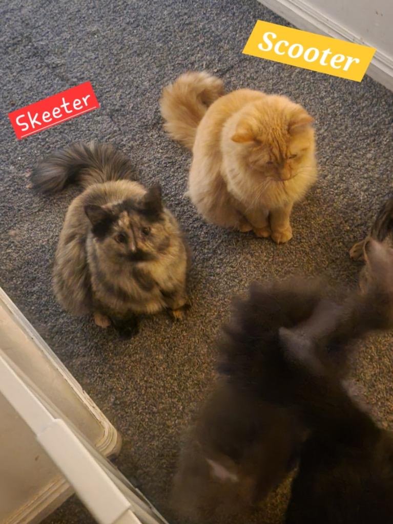 Enlarge Skeeter, a Adoptable mixed breed in Ogden, UT image 3/5