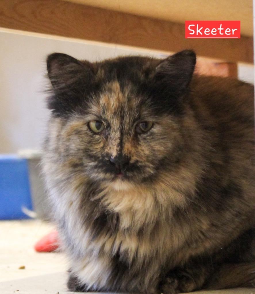 Enlarge Skeeter, a Adoptable mixed breed in Ogden, UT image 5/5