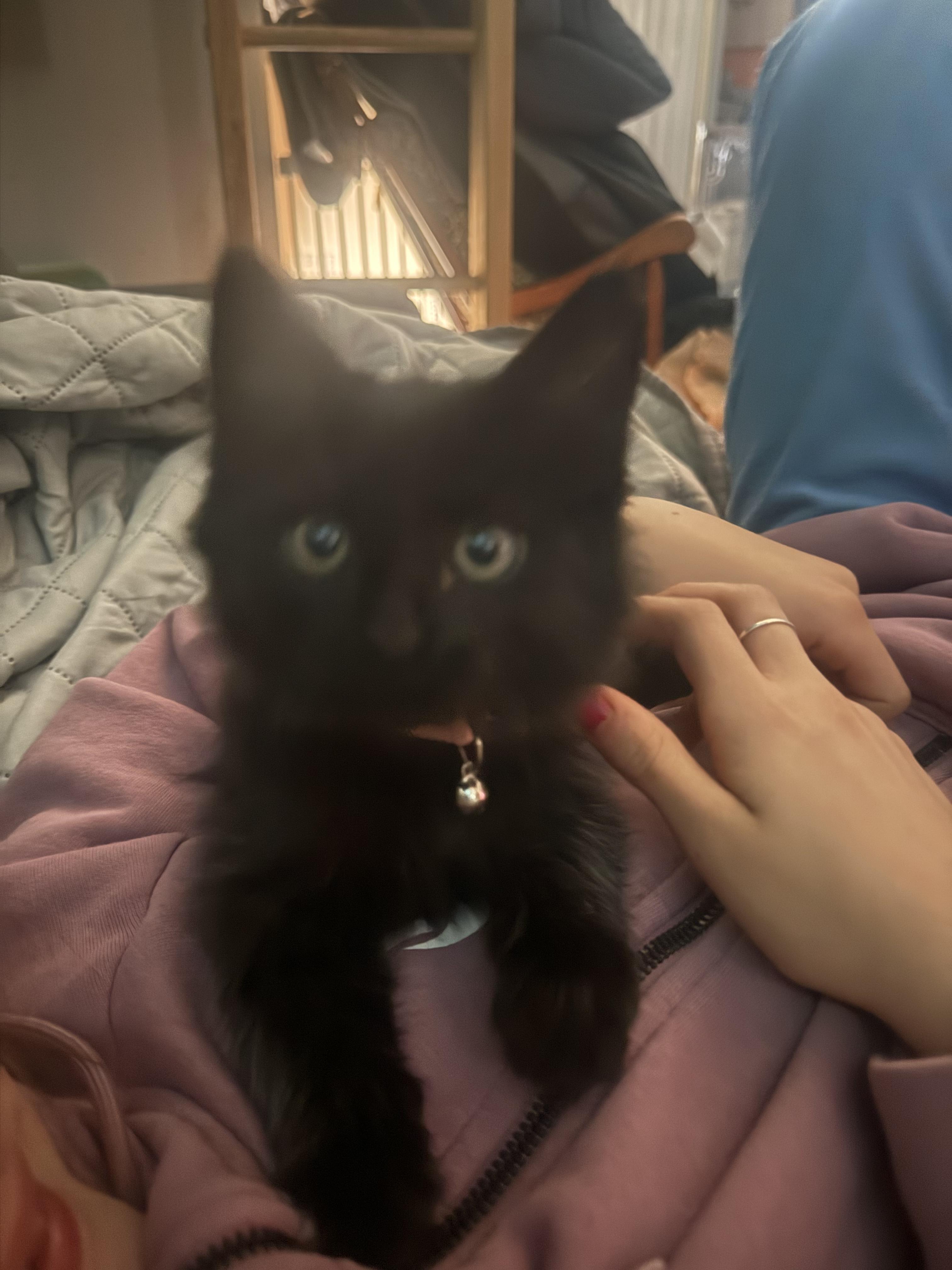 Grace, Adoptable, Kitten Female Domestic Medium Hair.