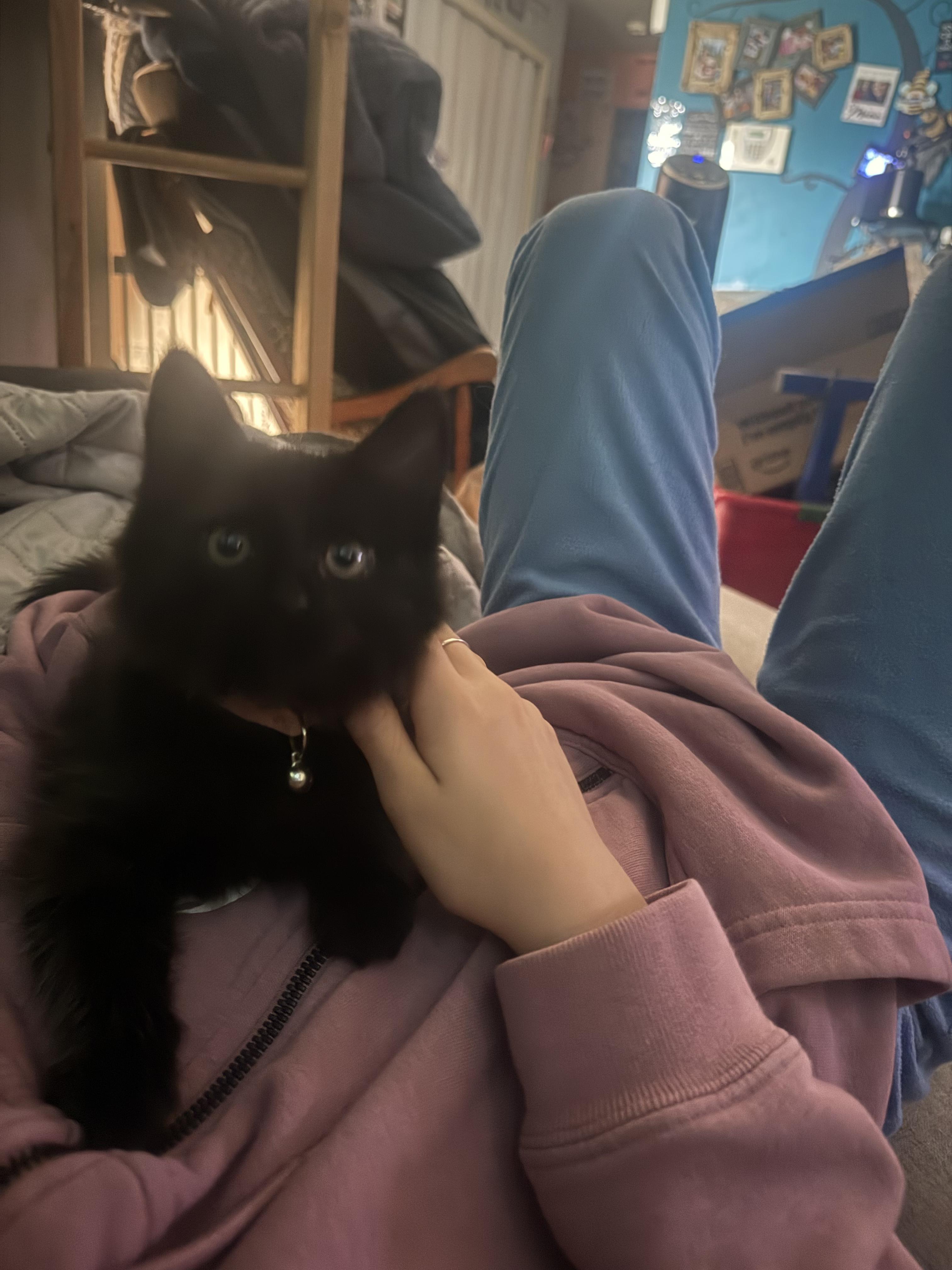 Enlarge Grace, a Adoptable Domestic Medium Hair in Gardnerville, NV image 2/2
