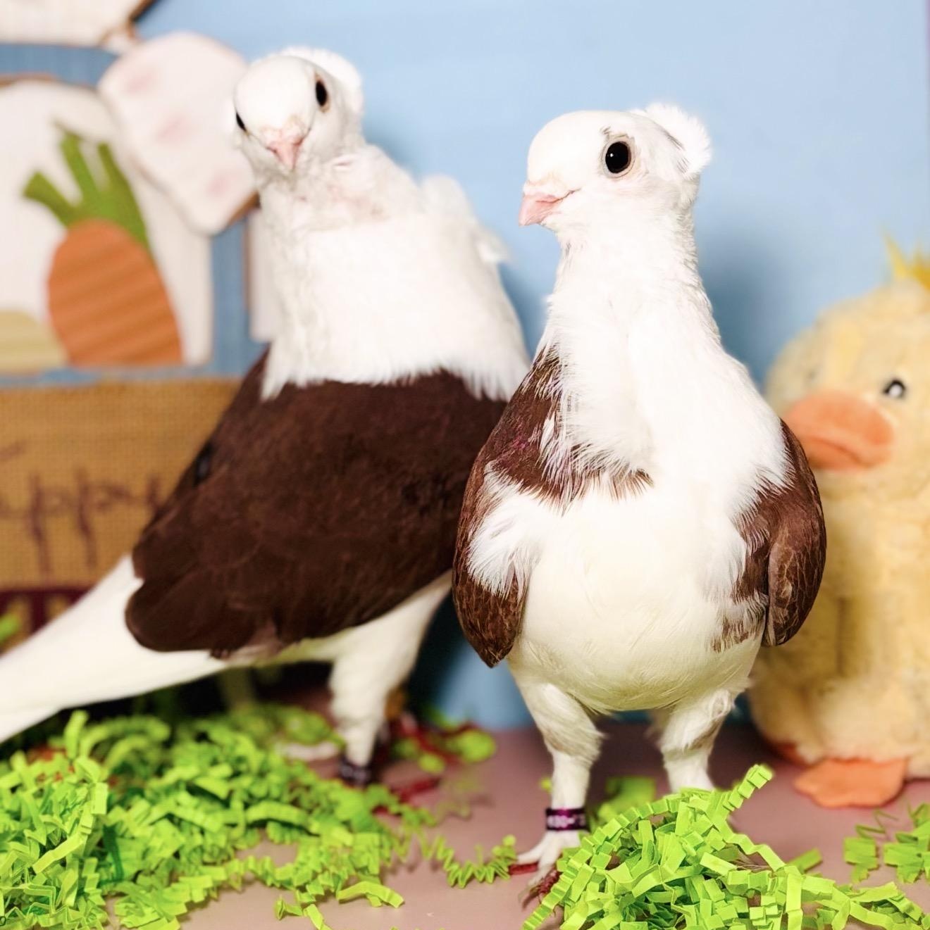 Enlarge Lucida & Bodoni (married couple), an adopted Pigeon in Chicago, IL image 4/6