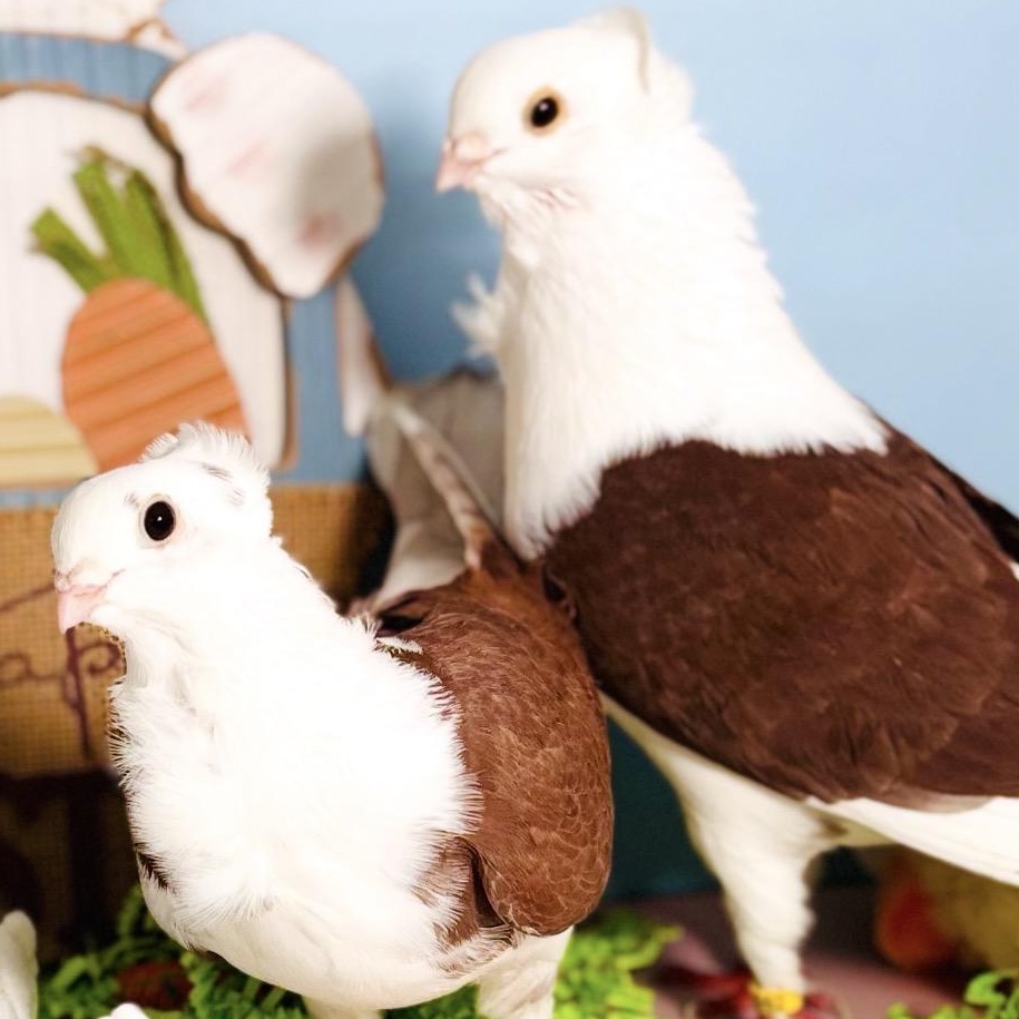 Enlarge Lucida & Bodoni (married couple), an adopted Pigeon in Chicago, IL image 5/6