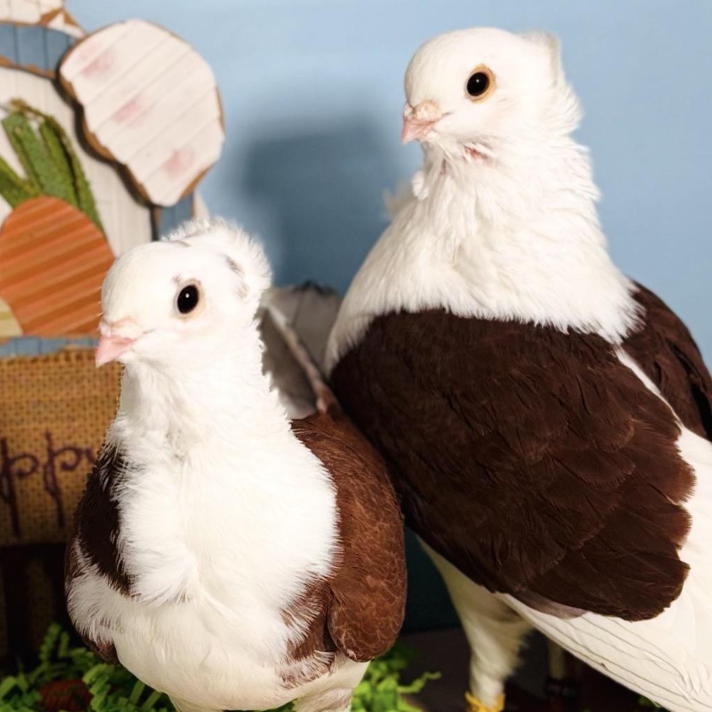 Enlarge Lucida & Bodoni (married couple), an adopted Pigeon in Chicago, IL image 3/6