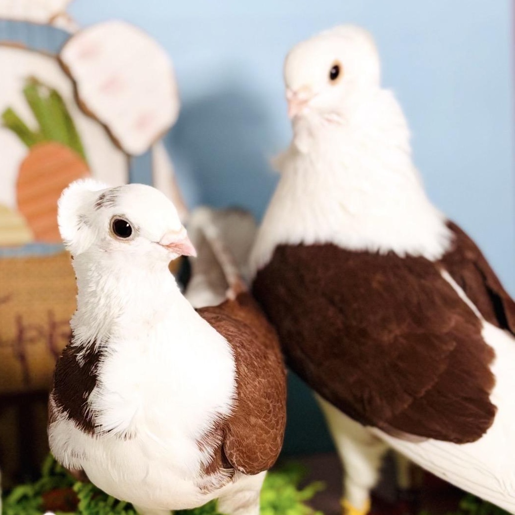 Enlarge Lucida & Bodoni (married couple), an adopted Pigeon in Chicago, IL image 2/6