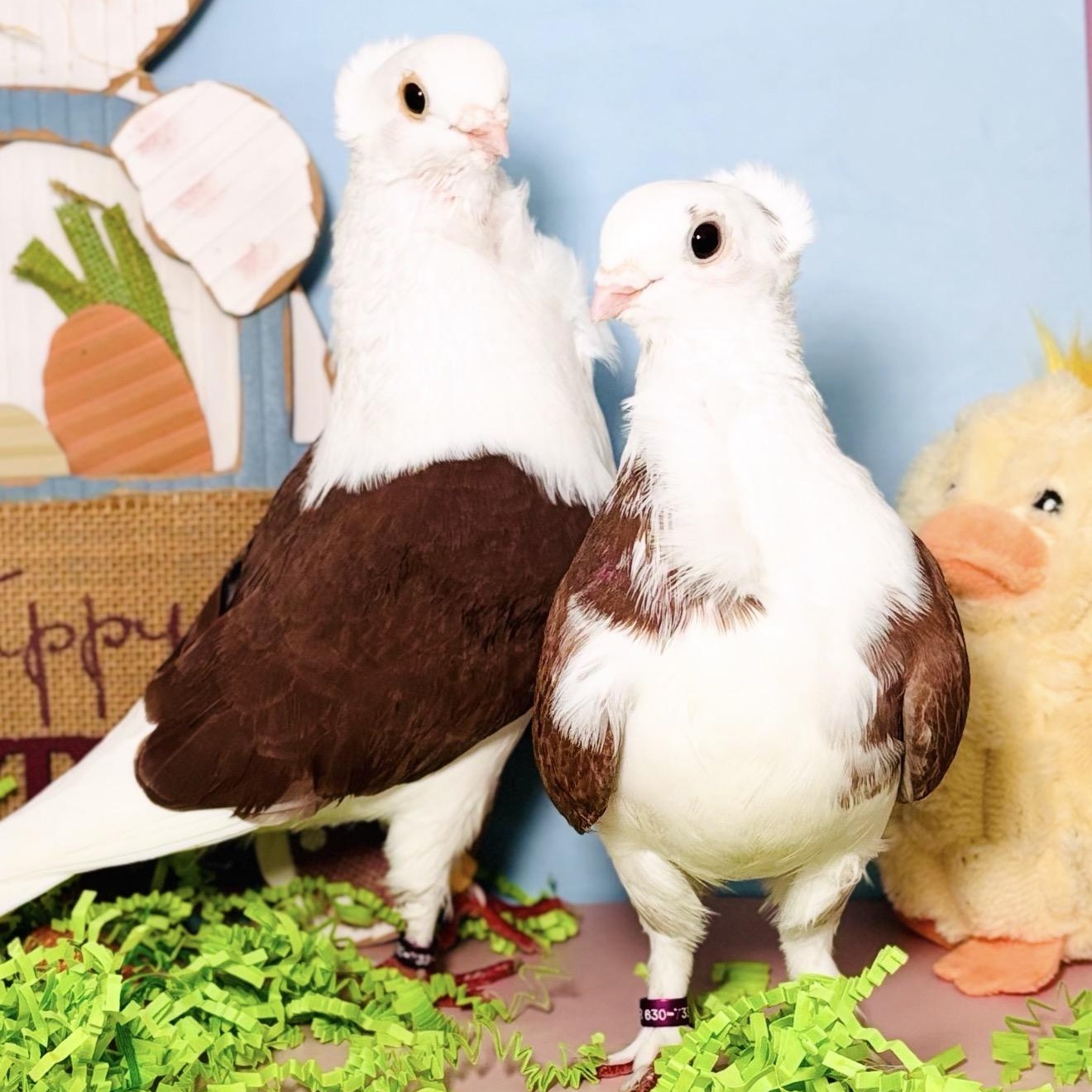 Lucida & Bodoni (married couple), adopted, Adult Unknown Pigeon.