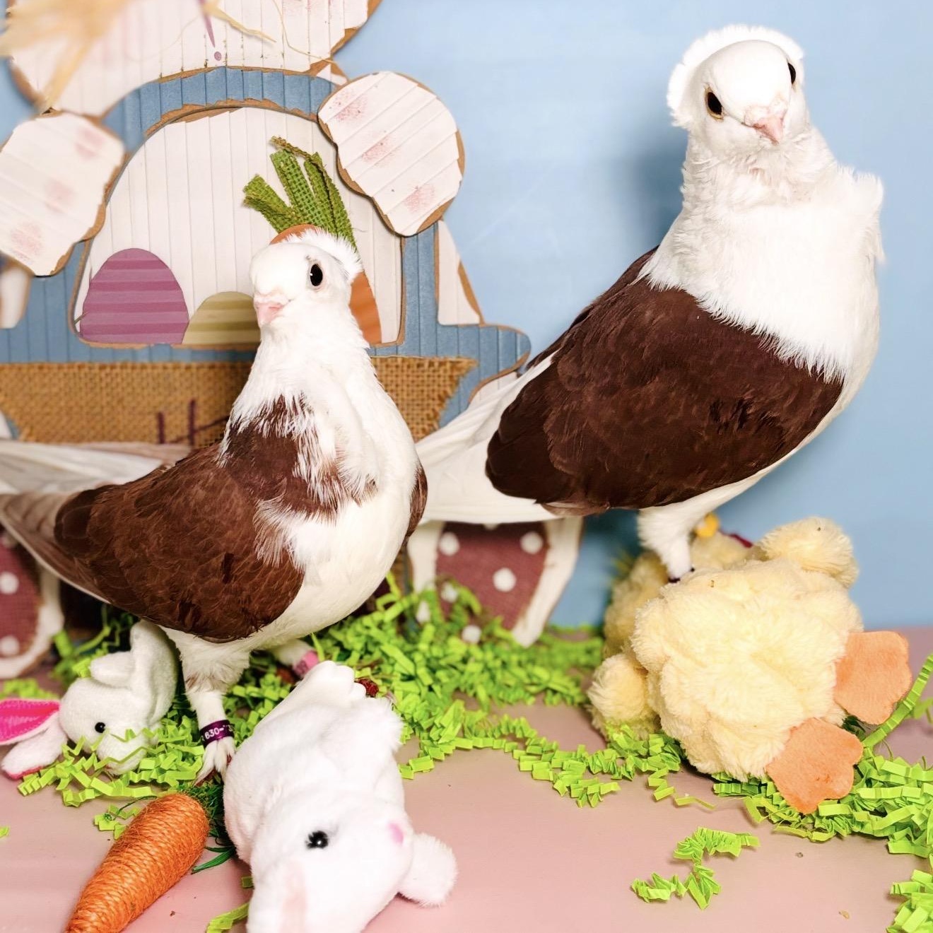 Enlarge Lucida & Bodoni (married couple), an adopted Pigeon in Chicago, IL image 6/6
