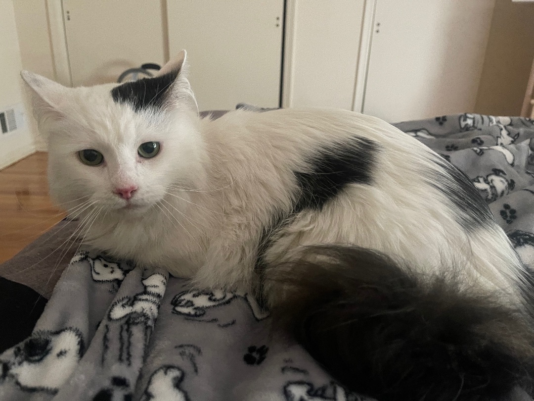 Snowball