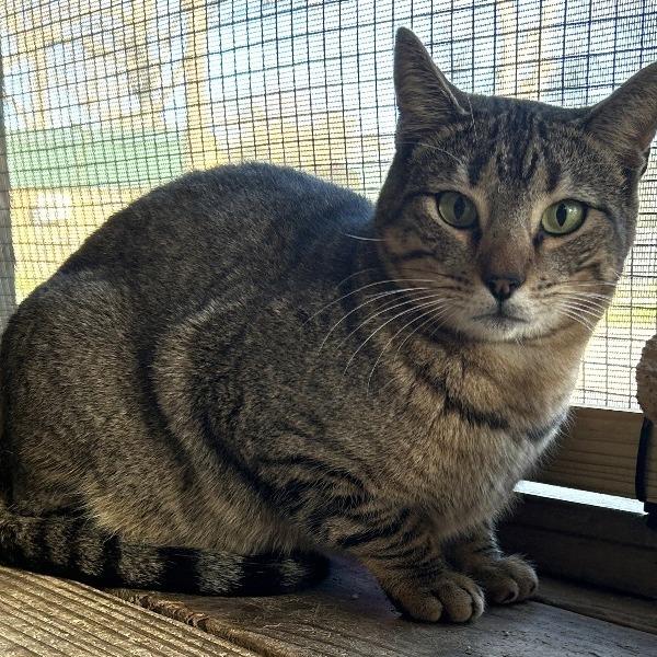Enlarge Mother Goose, a Adoptable Domestic Short Hair in Concord, NH image 1/1