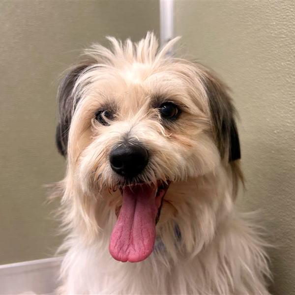 Enlarge Moon Pie, a Adoptable mixed breed in Woodinville, WA image 1/6