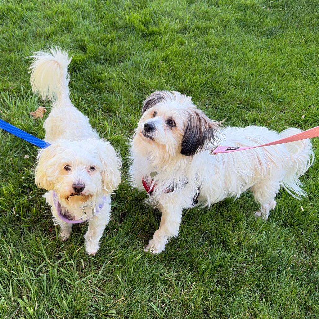 Enlarge Moon Pie, a Adoptable mixed breed in Woodinville, WA image 2/6