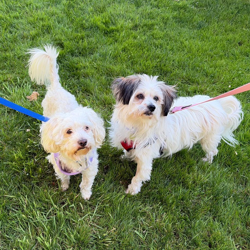 Enlarge Moon Pie, a Adoptable mixed breed in Woodinville, WA image 3/6