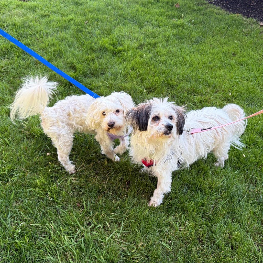 Enlarge Moon Pie, a Adoptable mixed breed in Woodinville, WA image 4/6