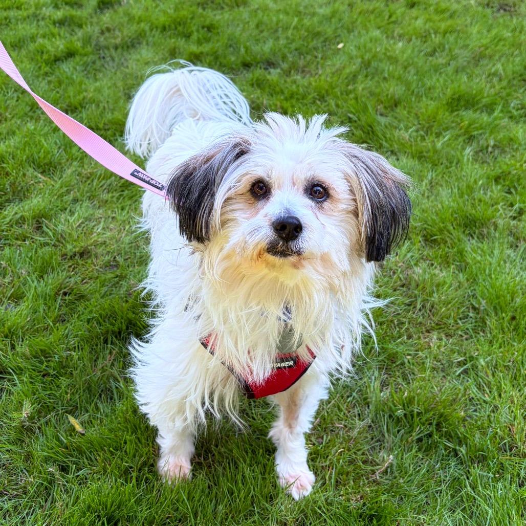 Enlarge Moon Pie, a Adoptable mixed breed in Woodinville, WA image 5/6