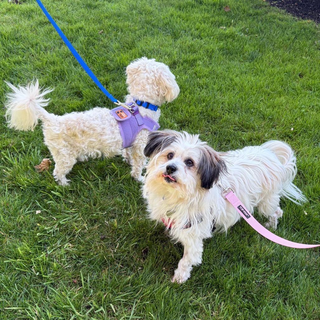 Enlarge Moon Pie, a Adoptable mixed breed in Woodinville, WA image 6/6