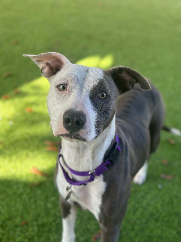 Lilly, Adoptable, Adult Female Pit Bull Terrier & American Staffordshire Terrier.