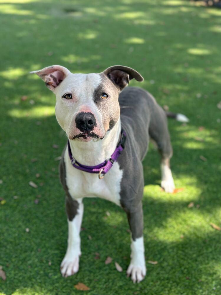 Lilly, a Adoptable mixed breed in Lakeland, FL image 2/6