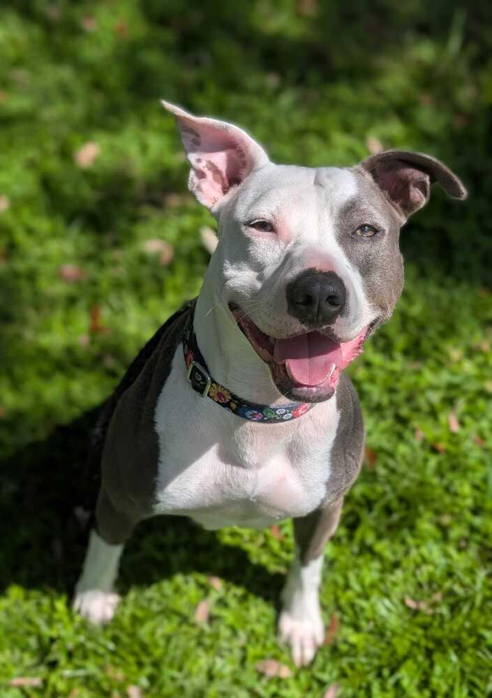 Enlarge Lilly, a Adoptable mixed breed in Lakeland, FL image 3/6