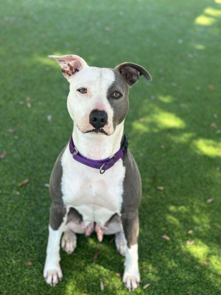 Lilly, a Adoptable mixed breed in Lakeland, FL image 3/6