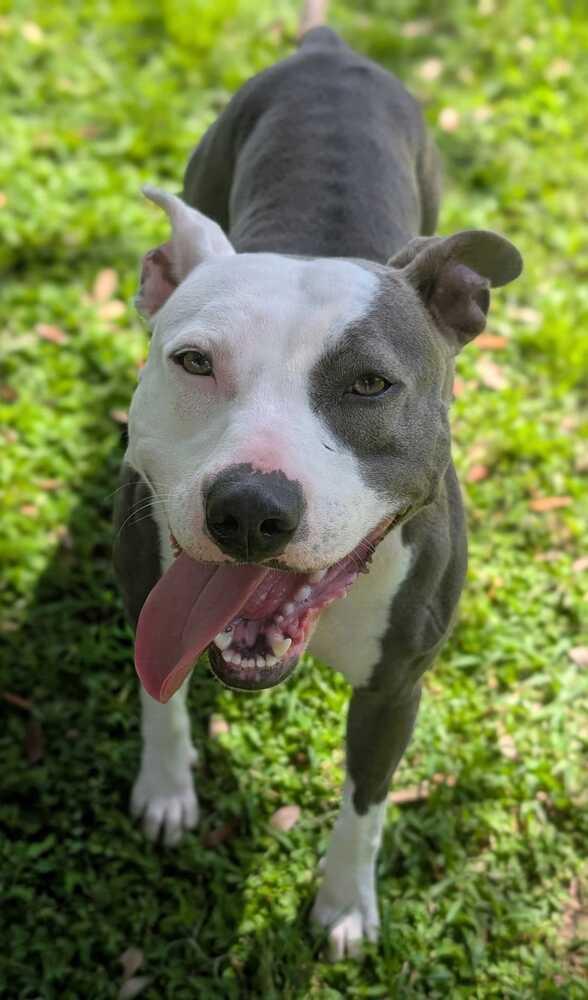 Enlarge Lilly, a Adoptable mixed breed in Lakeland, FL image 4/6