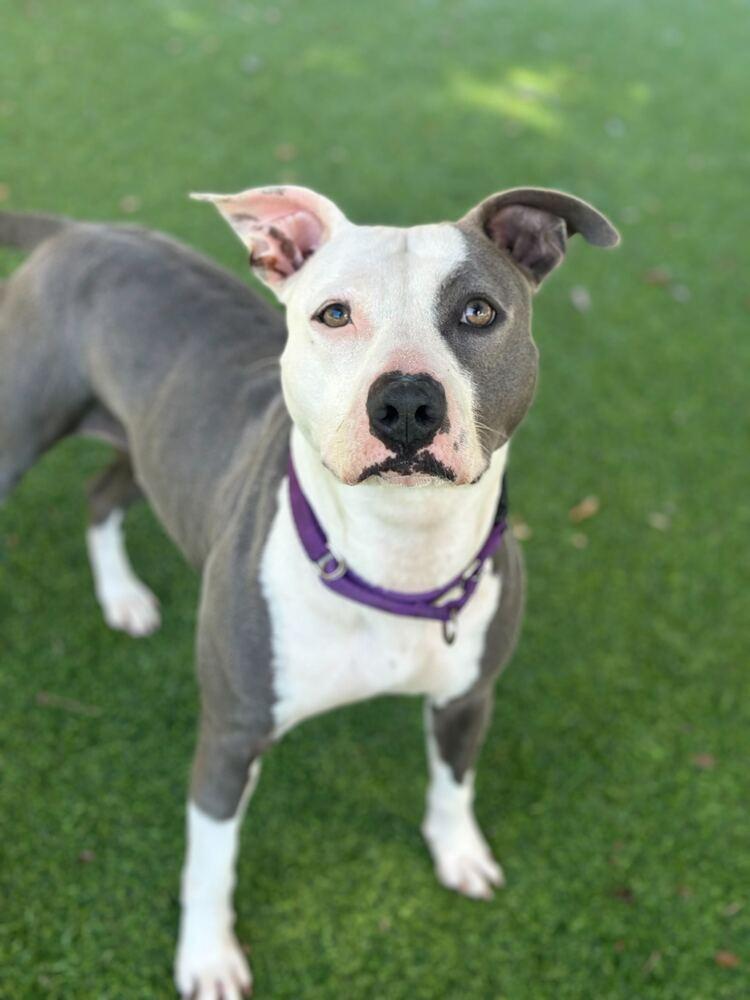 Lilly, a Adoptable mixed breed in Lakeland, FL image 4/6